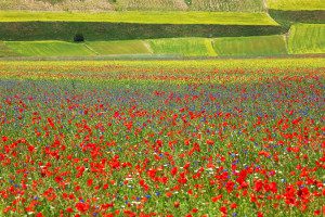 BALLABIODARIO_castelluccioinfiore.sito